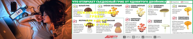 Галлюциногенные грибы Psilocybine cubensis  Златоуст 